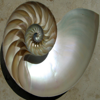 Image of a natilus